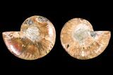 Agatized Ammonite Fossil - Madagascar #145986-1